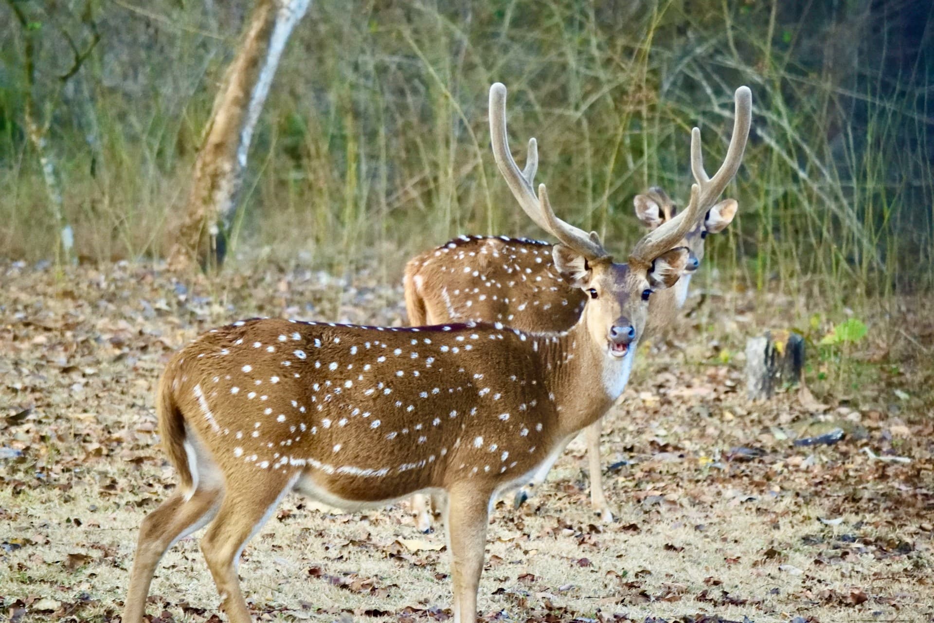 Aravalli wildlife beyond Ranakpur temple - nature and forest landscape