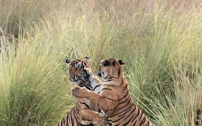 Kaila Devi Wildlife Sanctuary