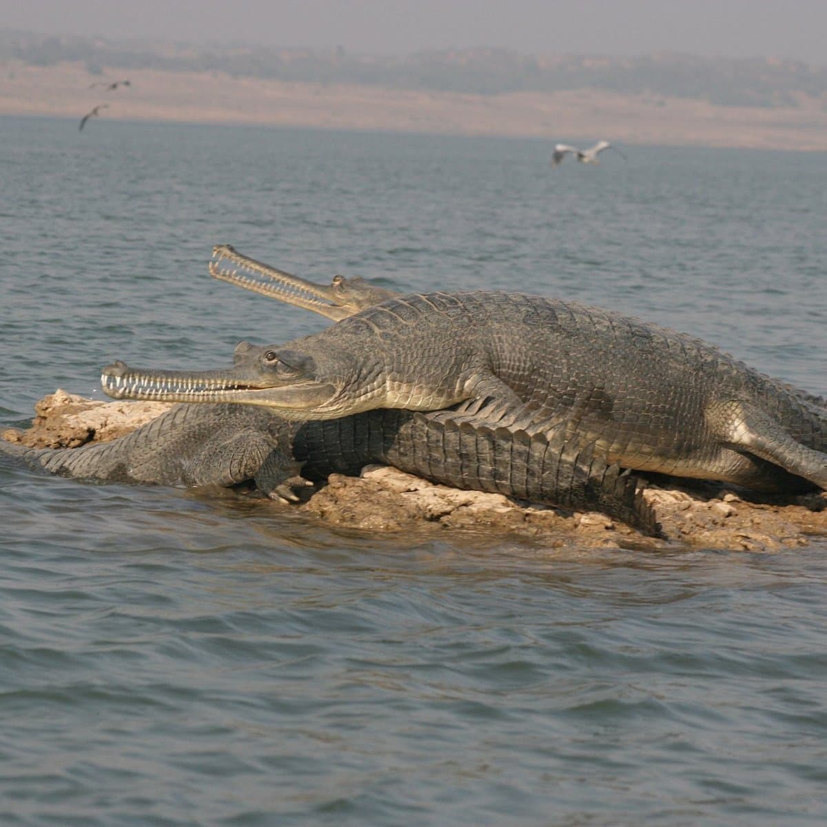 Chambal River - gharials and dolphins in Dholpur's ravines