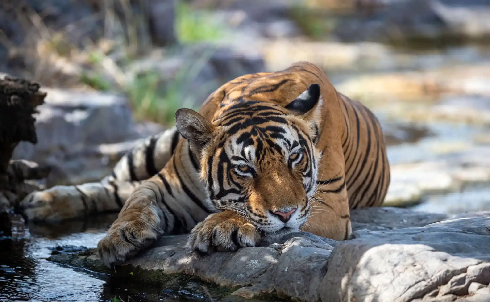 A Journey Through Heritage and Wildlife tour package by India Heritage Travel