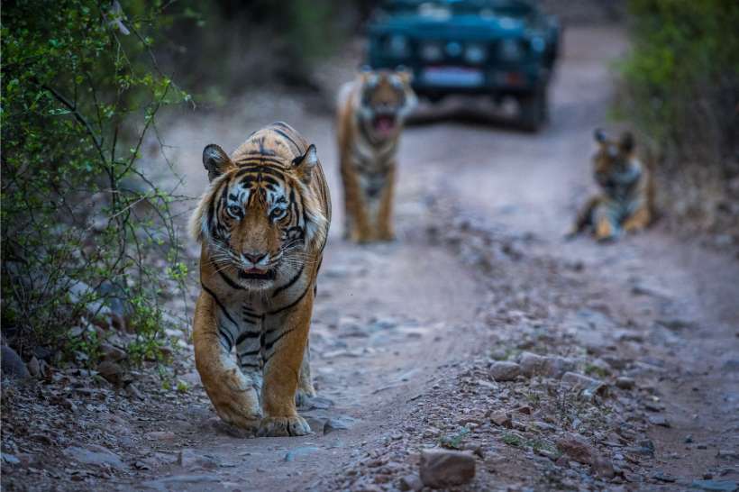 Ranthambore National Park featuring majestic Bengal tigers and lush forest landscapes in Rajasthan