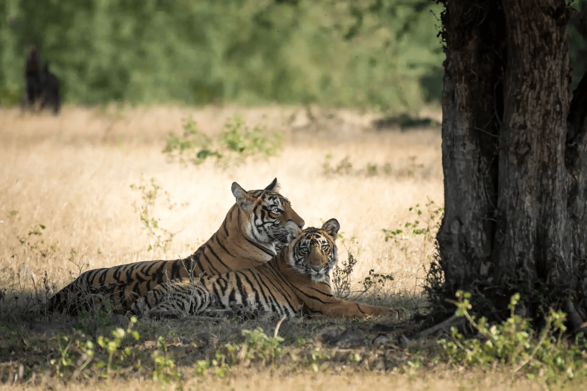 Ranthambore National Park wildlife safari featuring Bengal tigers and natural landscapes