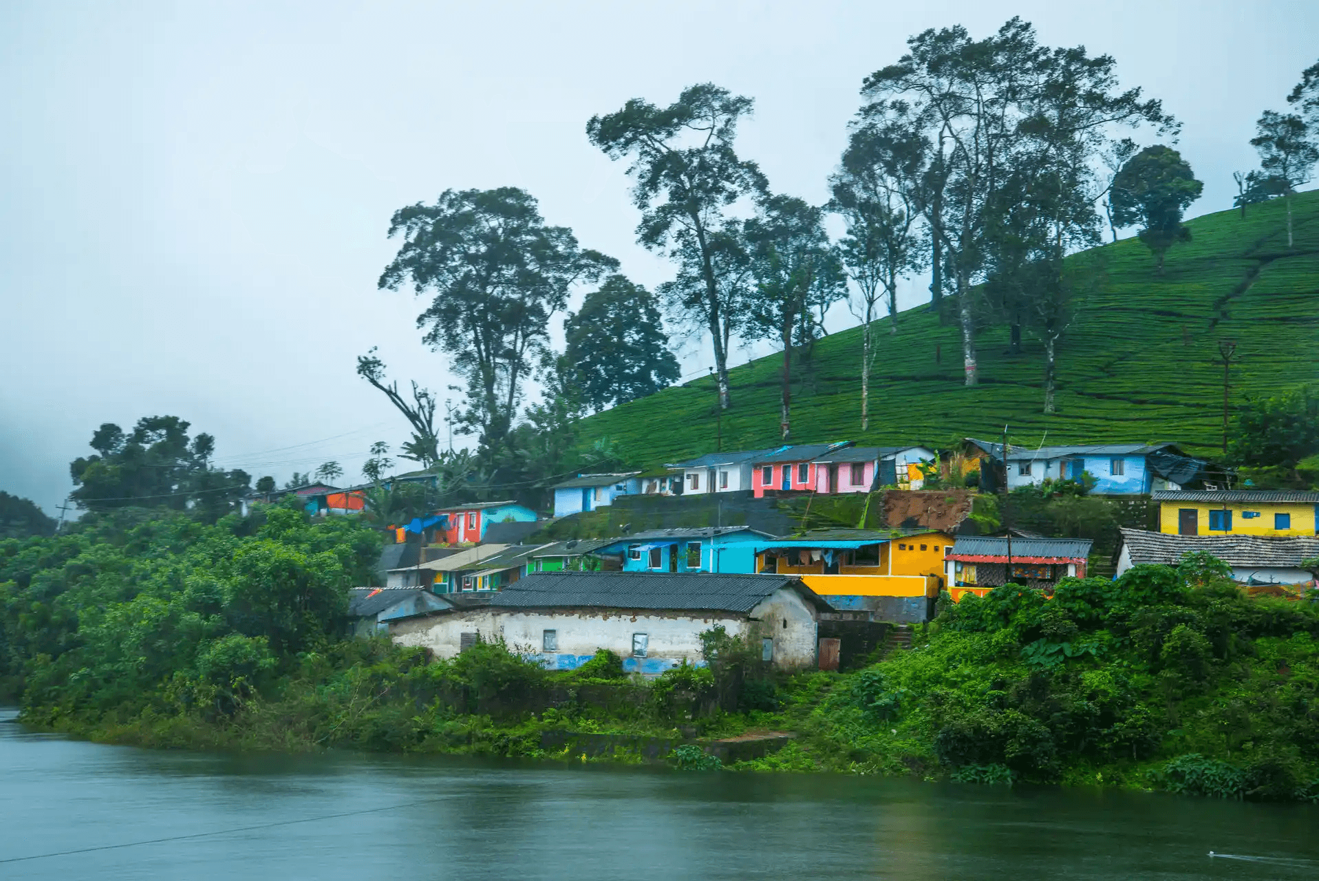 Munnar tea plantations in South India Heritage Tour Package by India Heritage Travel