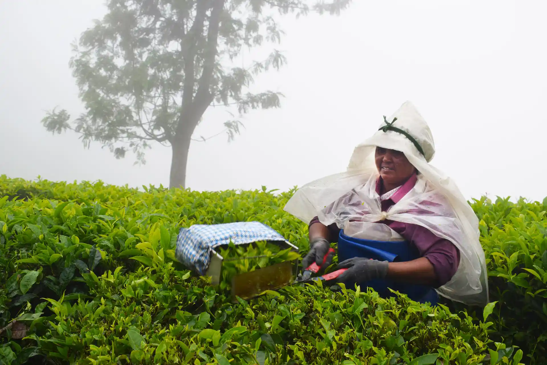 Munnar Tea Plantation featured in Southern Splendors Culture and Nature Trail Tour by India Heritage Travel