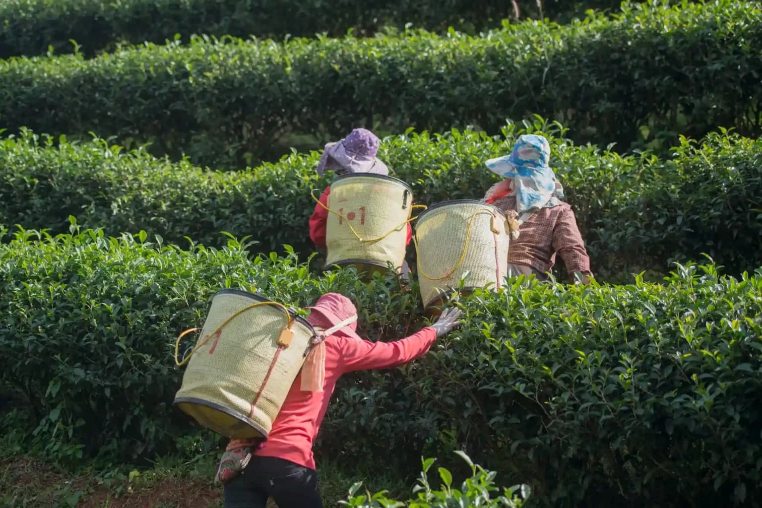 Munnar tea plantations and scenic hill station landscape in Kerala India