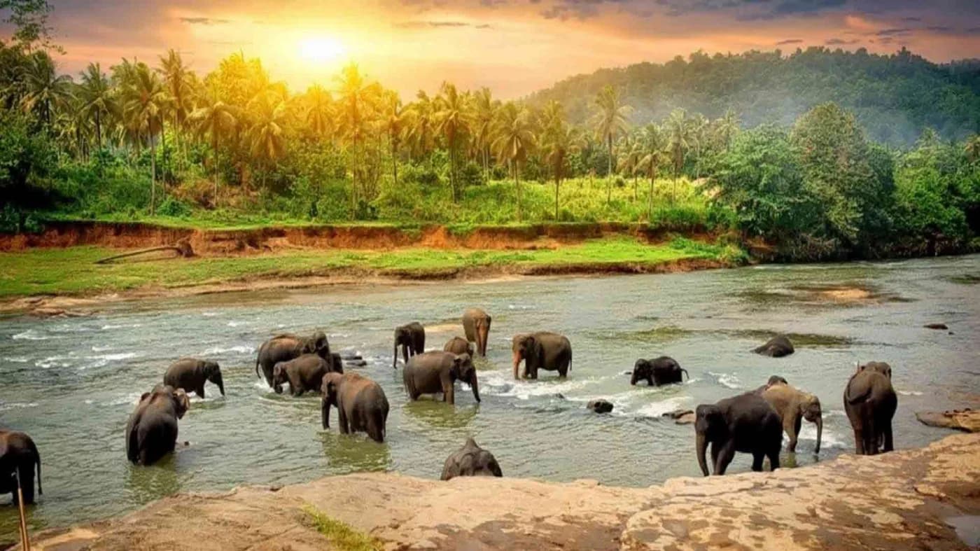 Periyar wildlife sanctuary and spice plantation experience in Thekkady Kerala