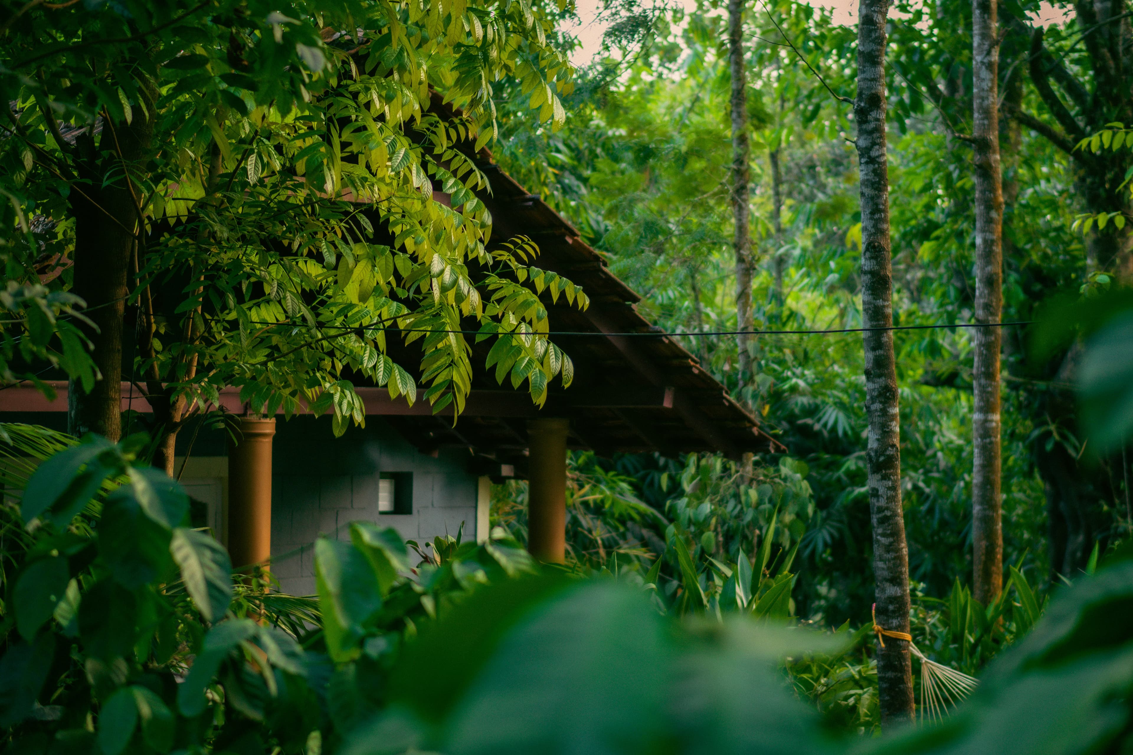 Lush coffee plantations and misty hill landscapes in Coorg Karnataka India