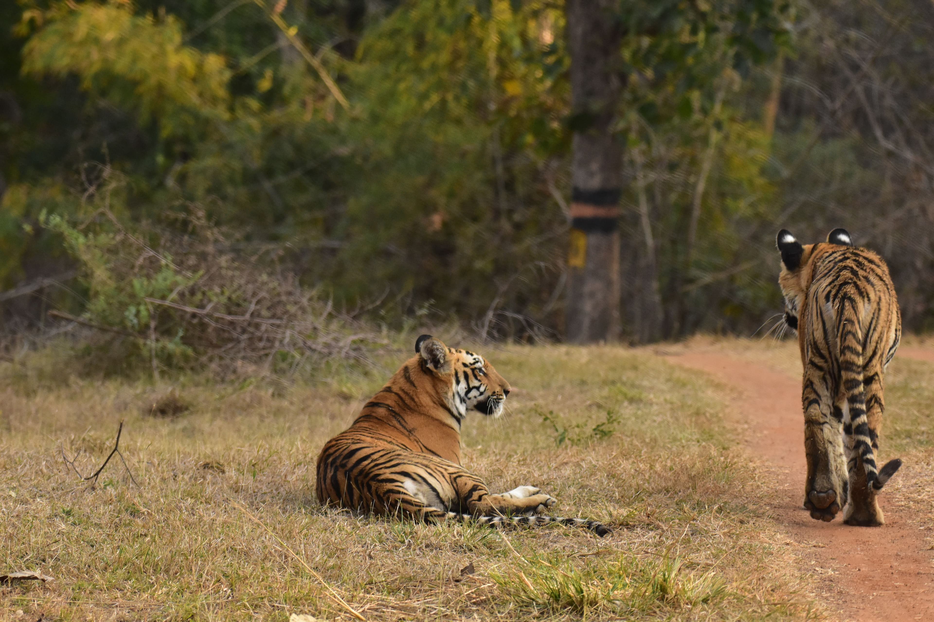 India wildlife safari - tiger in national park with safari jeep and forest landscape