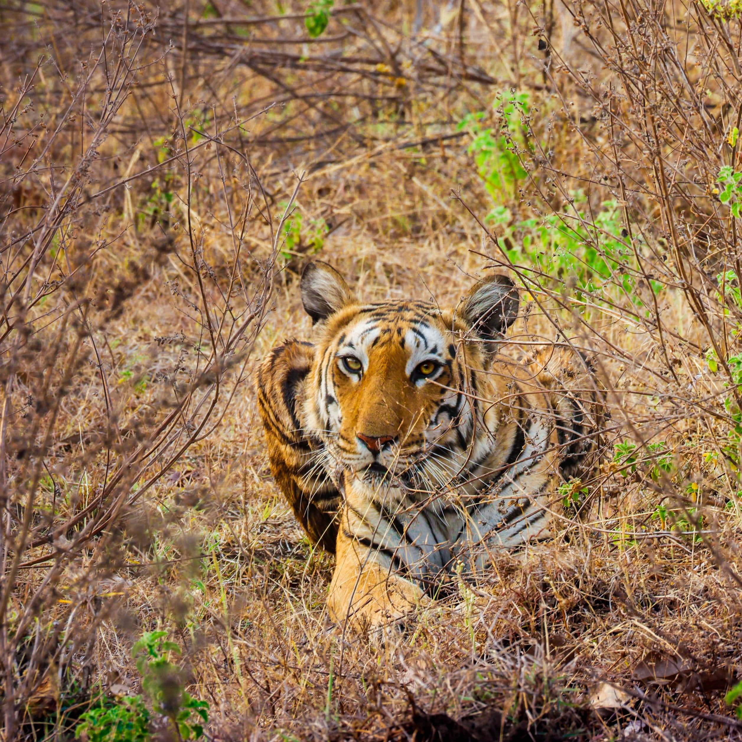 Wildlife & Safari Season
