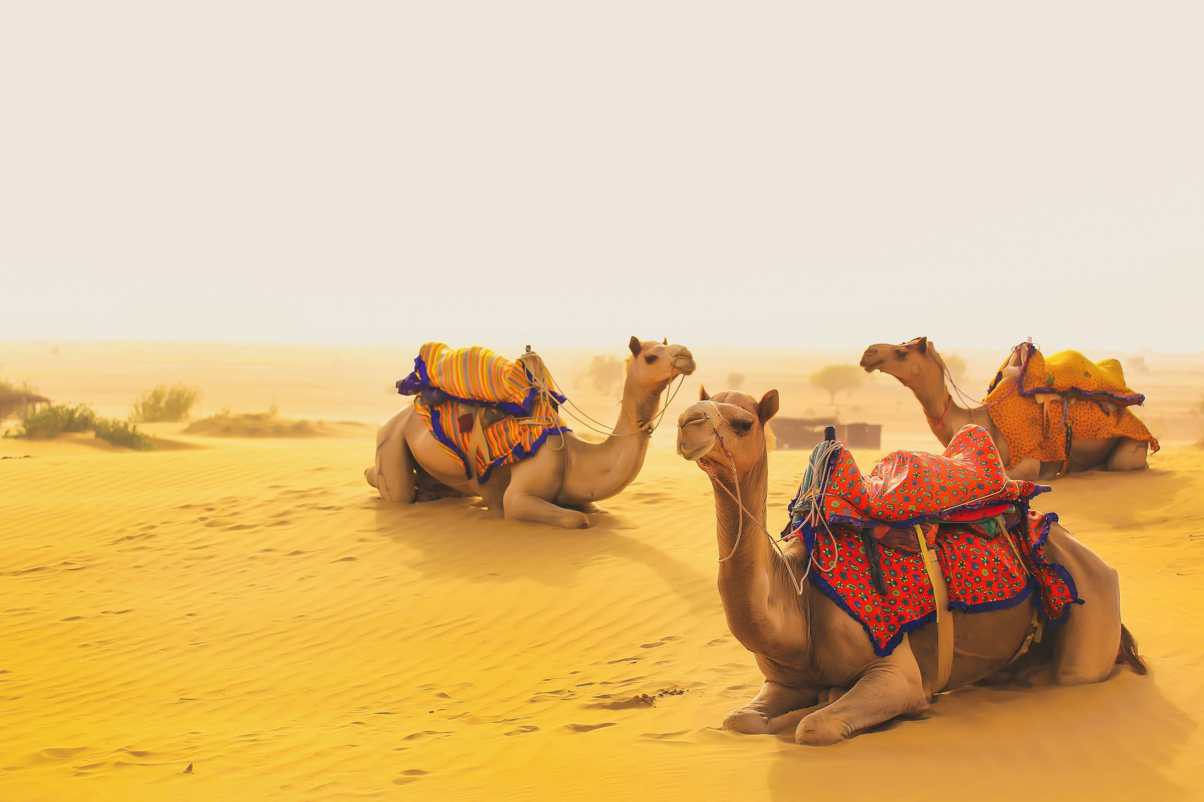 Luxury desert camp Jaisalmer - tented accommodation in Golden City