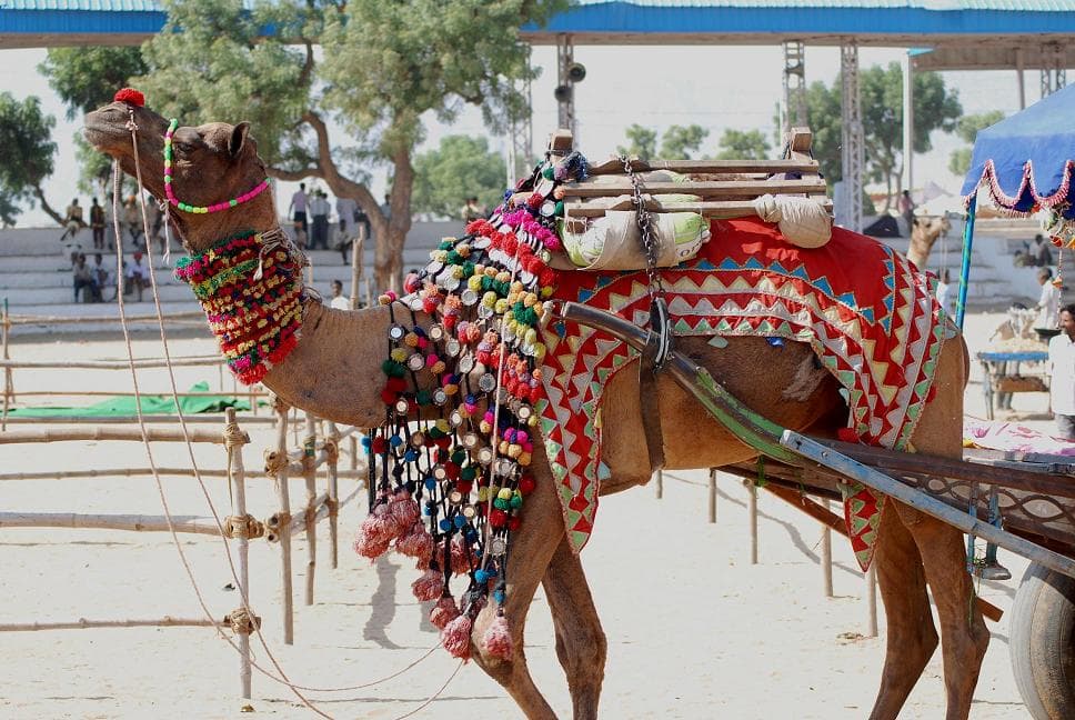 Camels and traders gathered at the annual Pushkar Camel Fair in Rajasthan