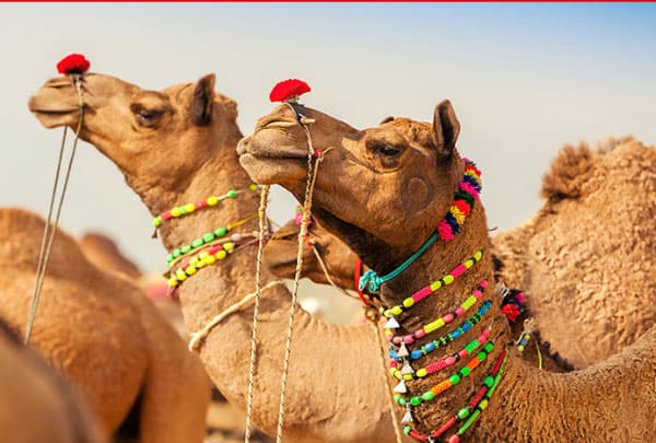 Nagaur Cattle Fair - Rajasthan's vibrant livestock fair and cultural gathering