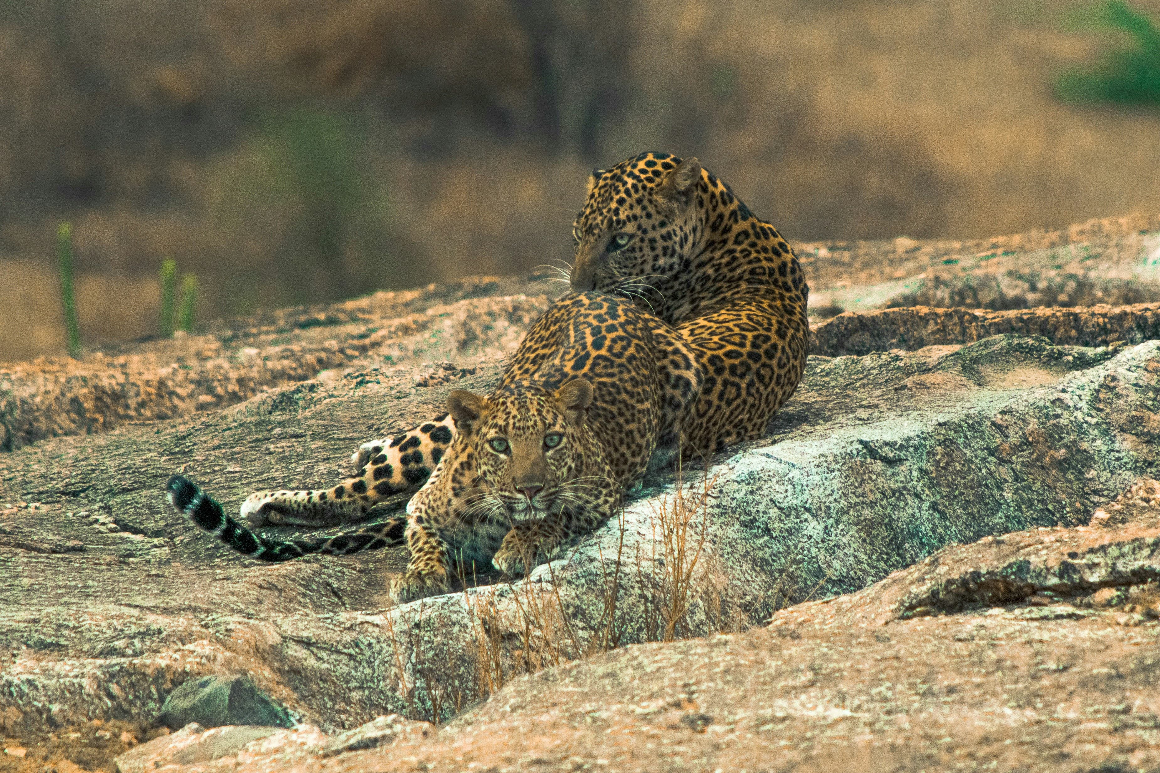 Jawai Travel Guide: Where Luxury Meets Leopard Country