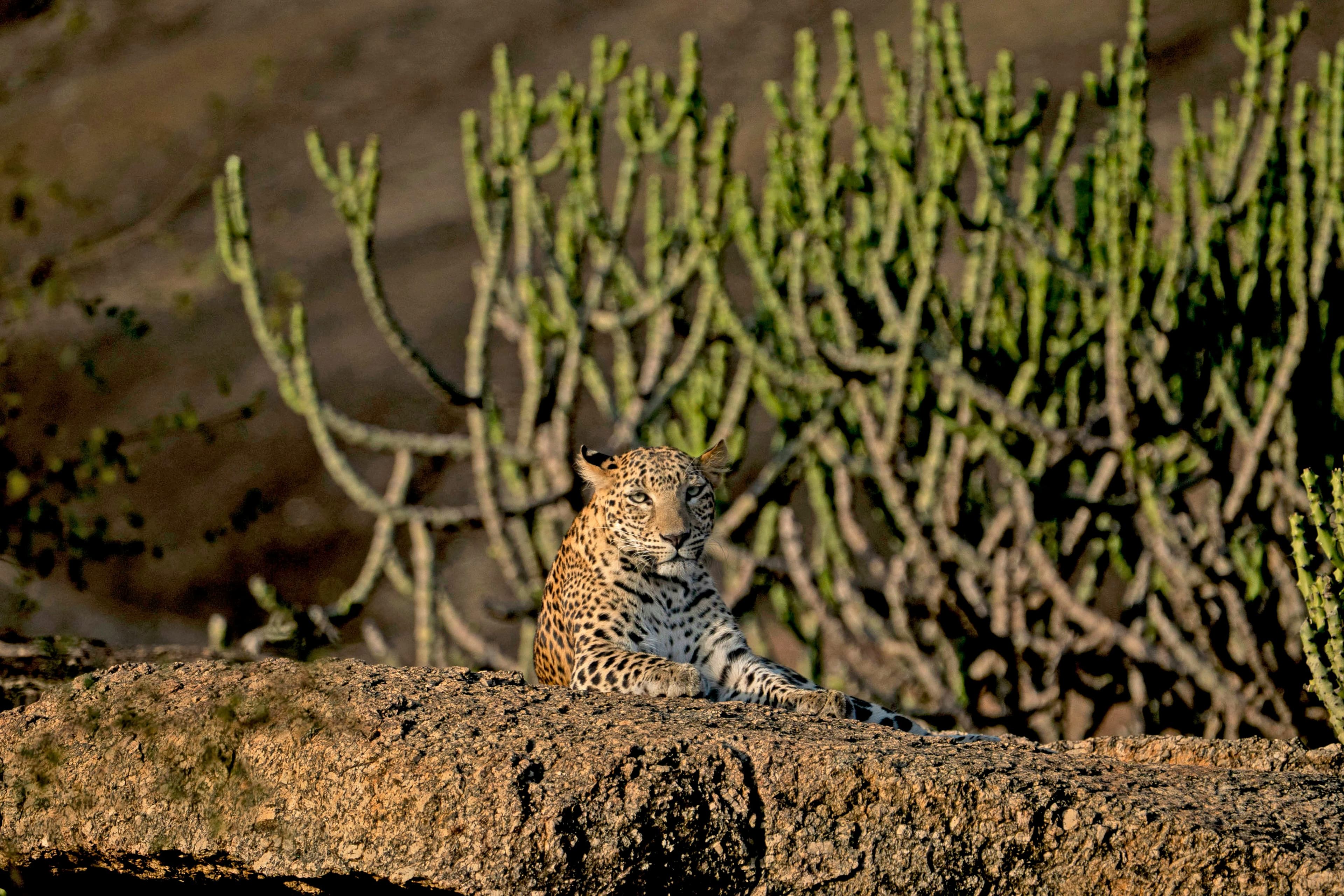 Jawai leopard safari - wildlife safaris and leopard sightings in Rajasthan