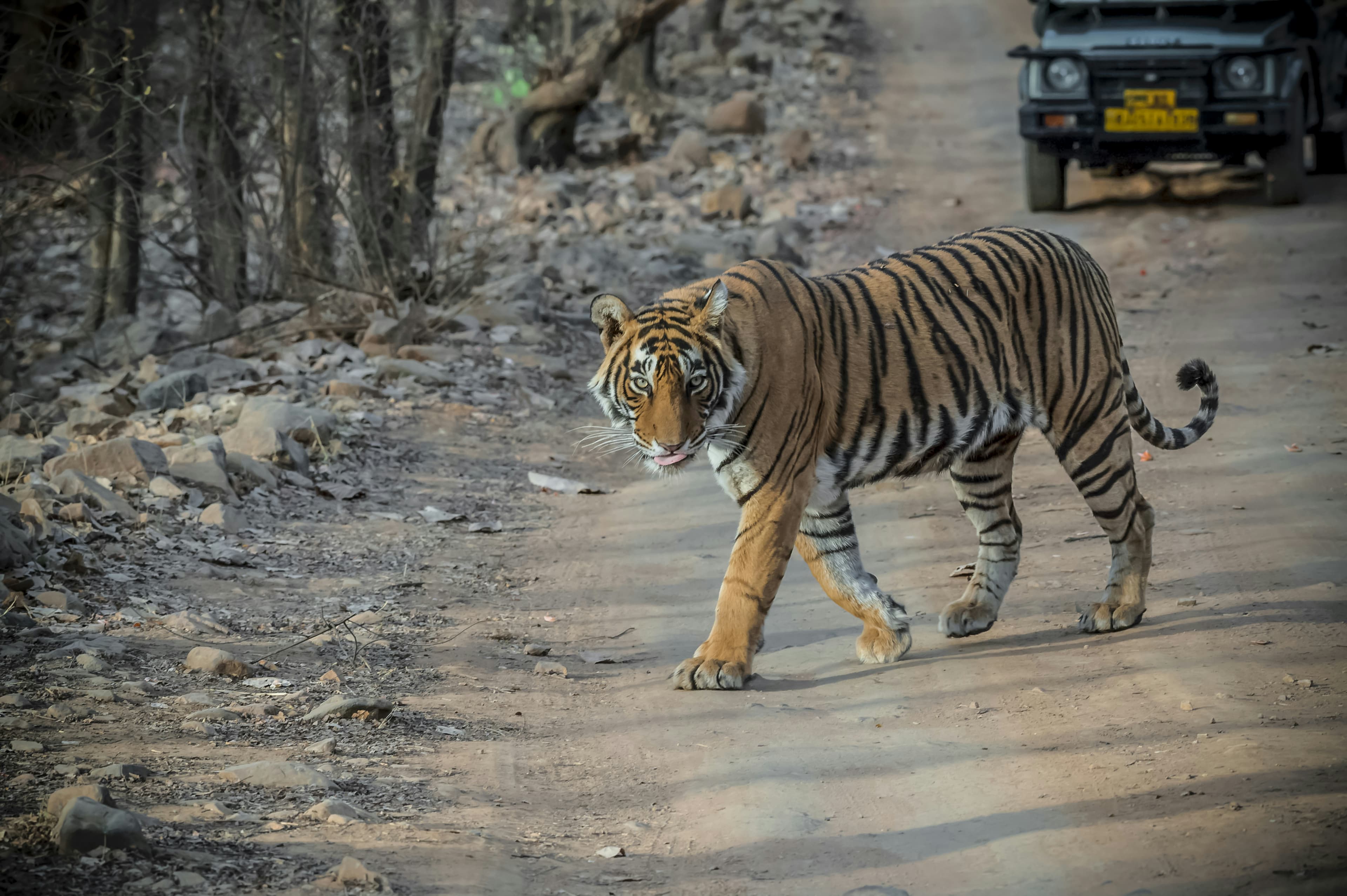 Ranthambore Luxury Heritage and Wildlife: Where Royal Rajasthan Meets the Tiger Forest