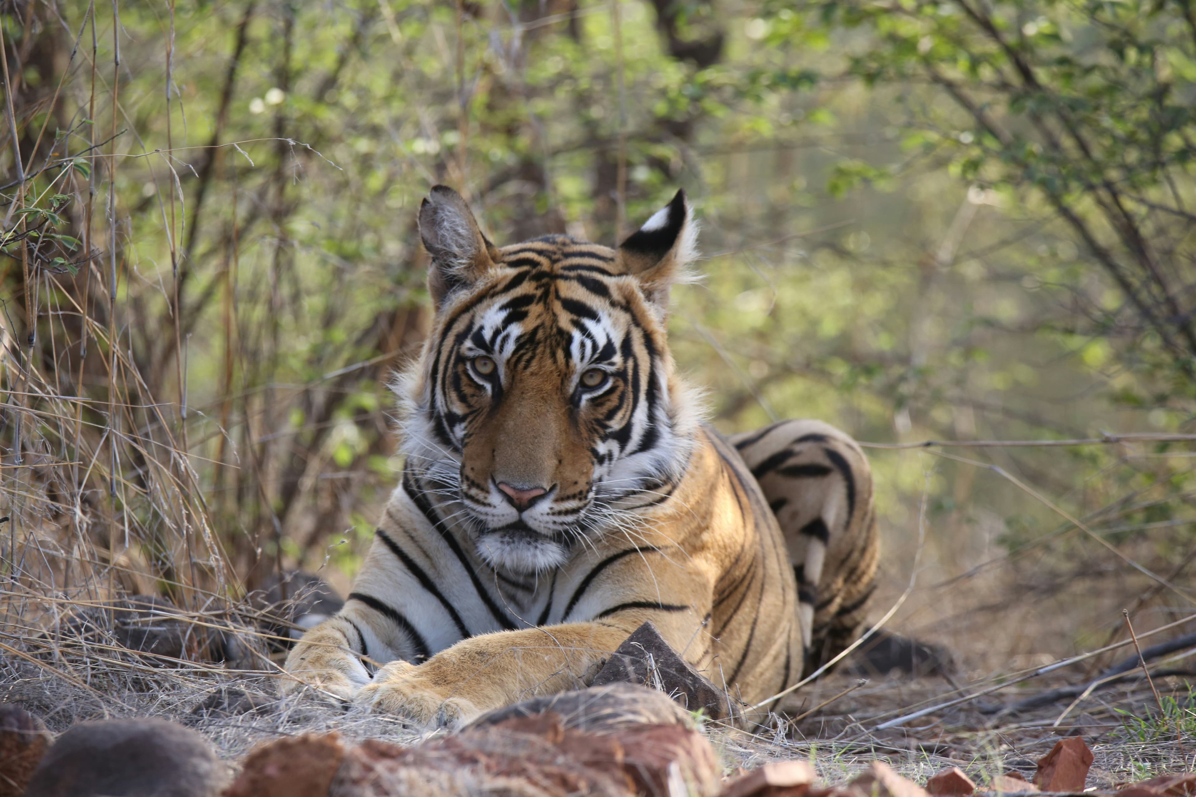 Why Ranthambore belongs on your Rajasthan itinerary - tigers and heritage fort