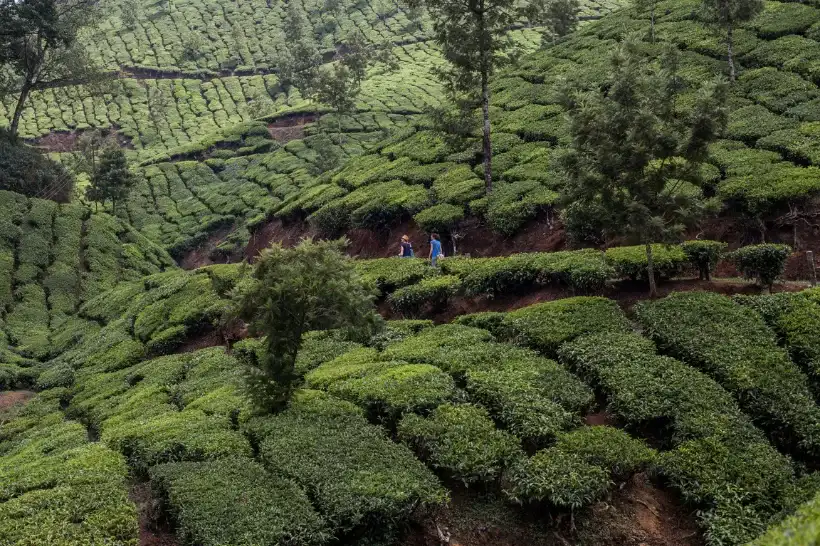 Southern Splendors Culture & Nature Munnar