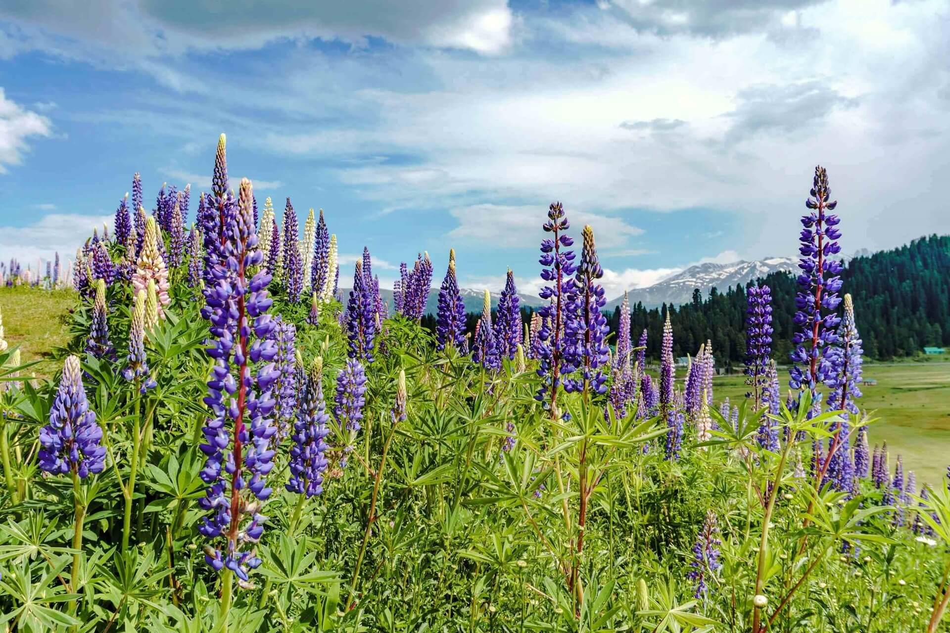 Gulmarg Kashmir