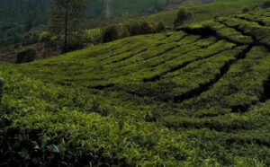 Munnar 2