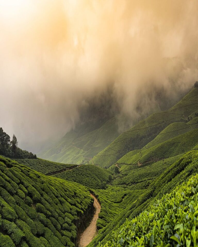 Munnar 5