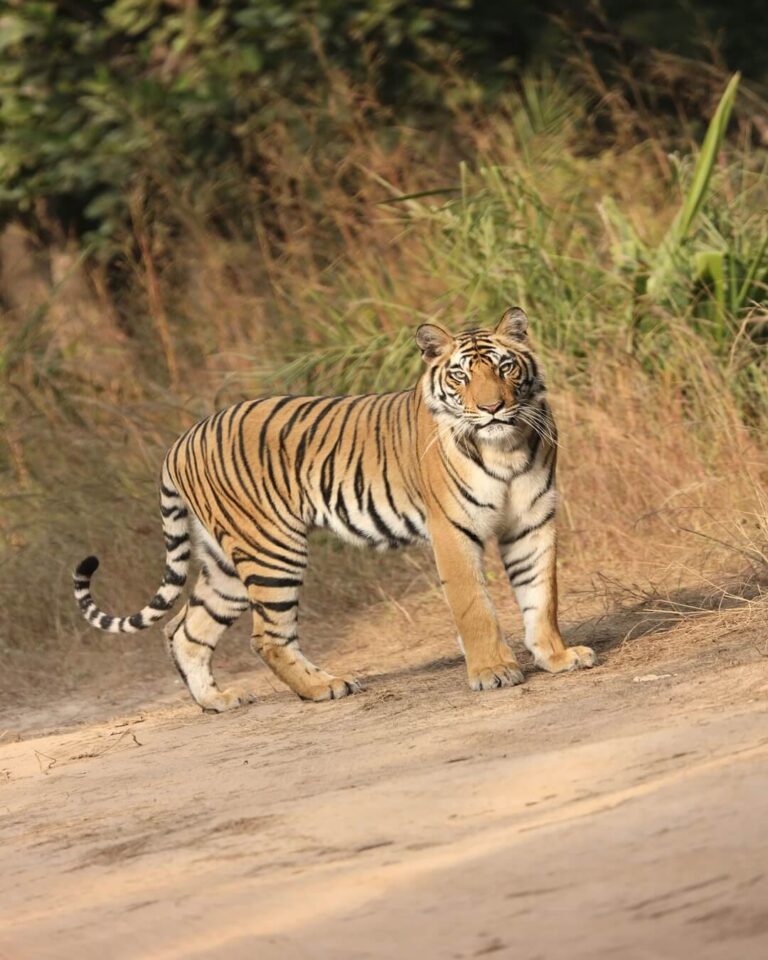 kaziranga 2