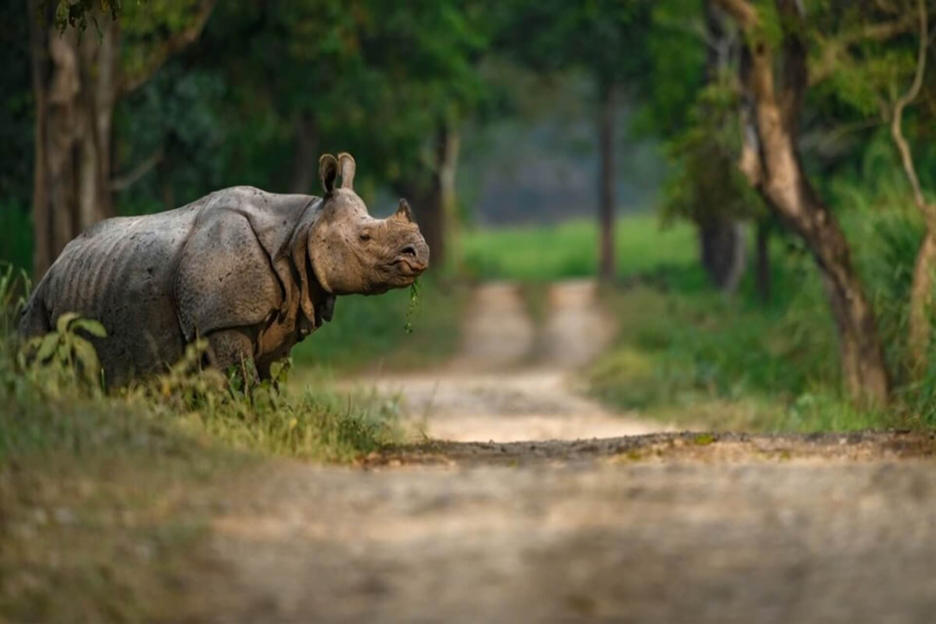 kaziranga main